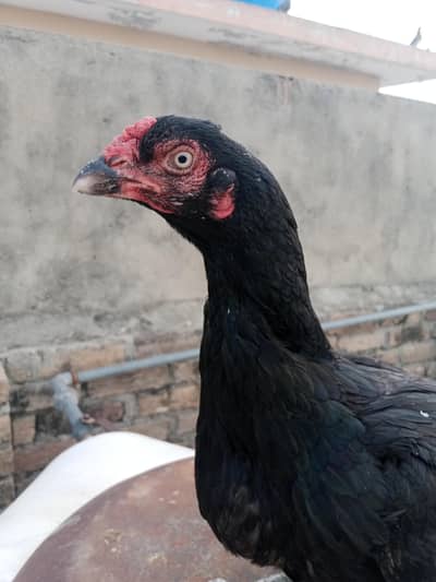 high quality mushki mianwali 03105617360