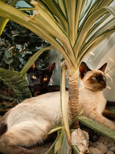 Sweet loving Siamese & Black bonded Kitten Pair for Sale