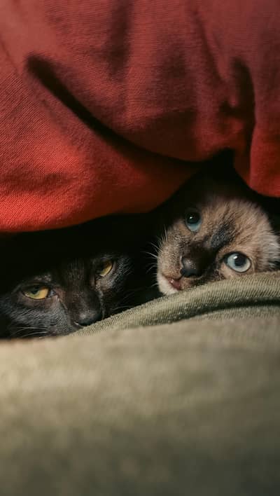 Sweet loving Siamese & Black bonded Kitten Pair for Sale