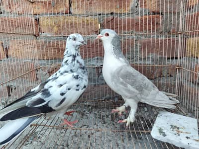 Fancy Kabutar Pair For Sale