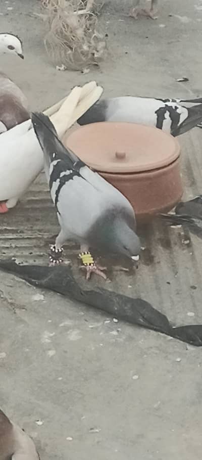 pigeon