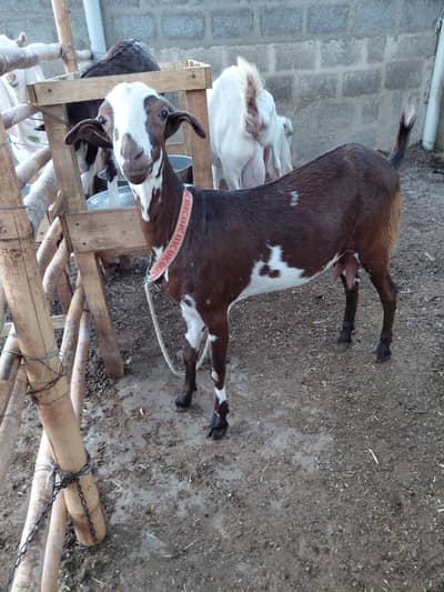 2 dant teddy Female goat