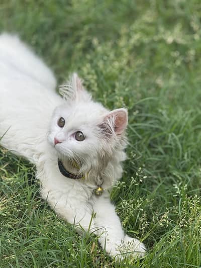 Persian Kitten for Sale 