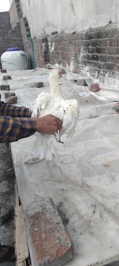 white paper aseel murgi