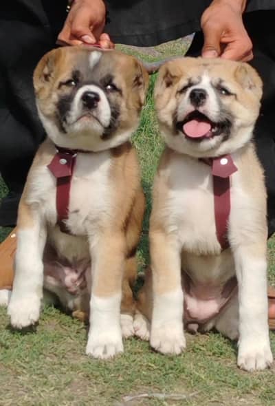 pure Afghan kuchy kadhy breed pior  2 month dequrty dogs for sale