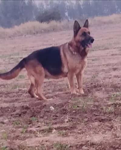 Breeder female German shepherd