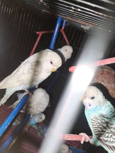 Australian Parrots for sale