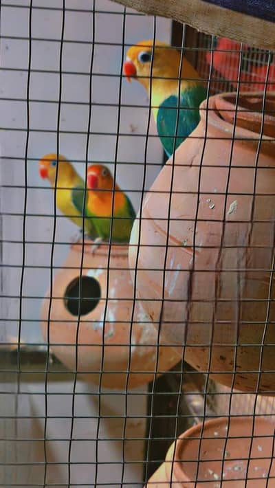 selling  breeding love birds