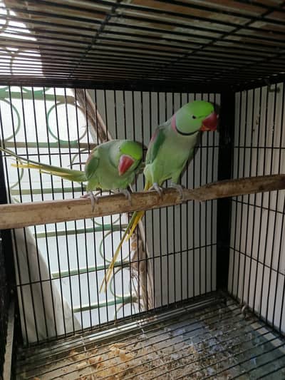 Kashmiri Breeder Handtame Talking Raw Parrot Pair Contact 03362838259