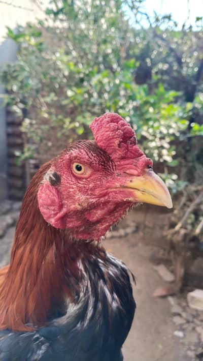 Aseel Murga Lakha Available Saaf Suthri Cheez 3 kg Morha the long Face