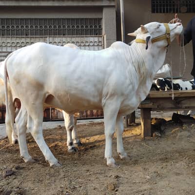 nukri kheeri bachiya