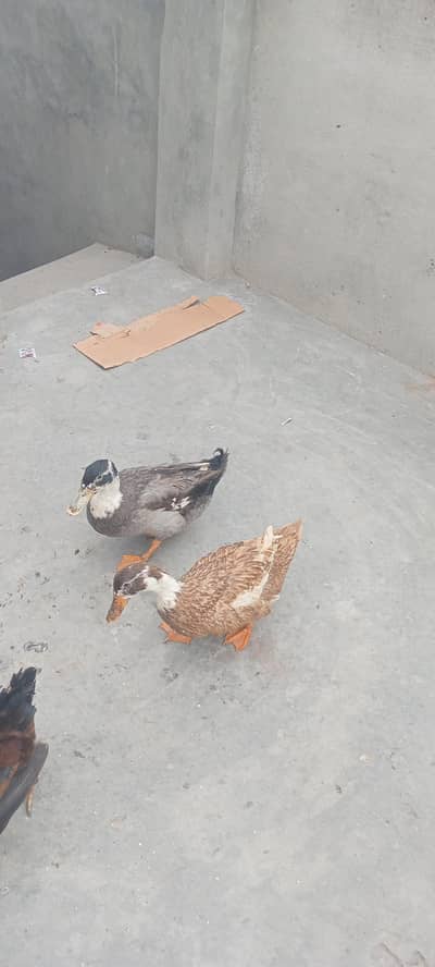 Sall my duck agg b dati ha