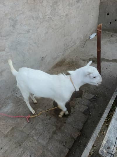 Rashin tedi bakra  sath Rashin tedi bakri for sale hy