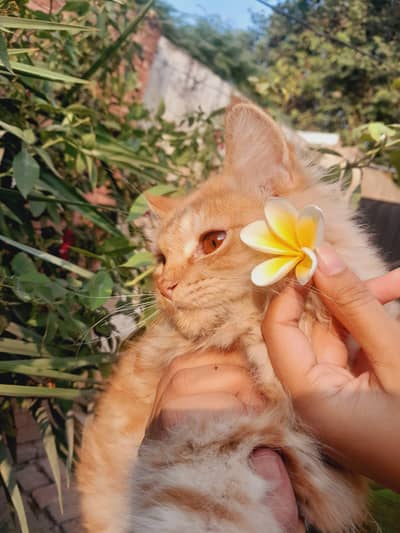 Ginger Male Persian Cat  AND White Male Persian Cat