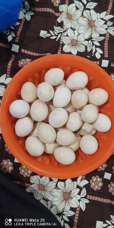 bantam eggs available