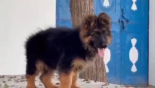 German Shepherd male puppy for sale 03262107955 my WhatsApp number