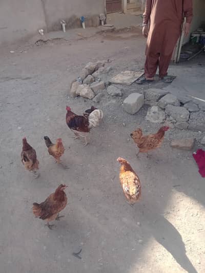 Desi hans egg leying