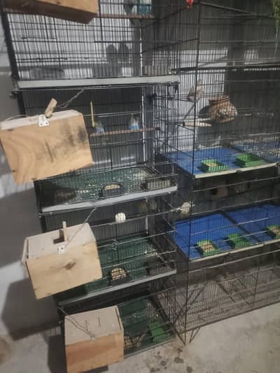 blu fishri split Eno pair for sale  DNA  pair ha