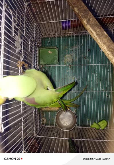 Kashmiri Raw Toti Hai Poshal BoHt Lambi Hai