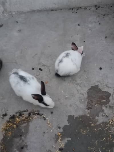 rabbit baby pair for sale 03224186572