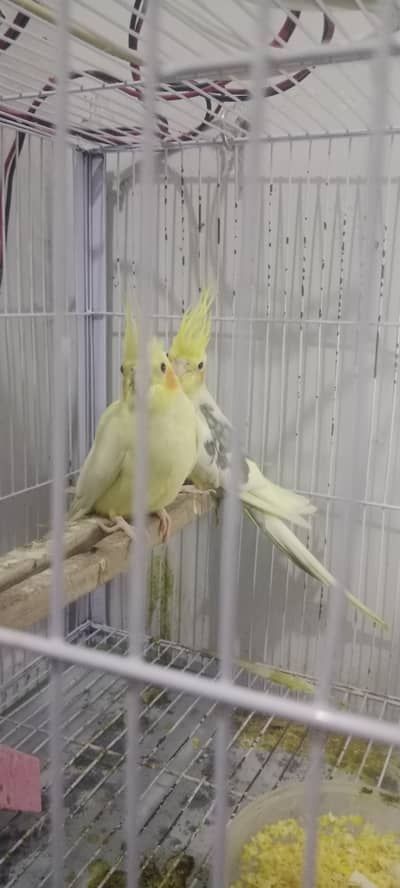 I want to sale my cockatiel brider pair