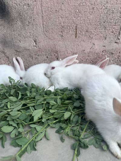 Red eyes. pure white full