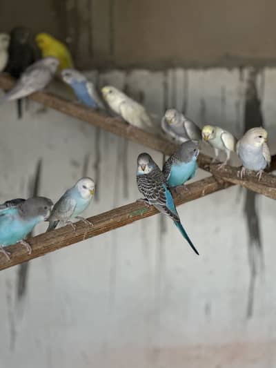 Budgies Adults & Chicks - Healthy & Active