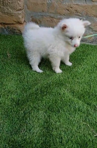 Russian puppy dog eag 3 month 03197676623 my WhatsApp number