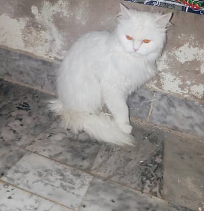 persian female cat