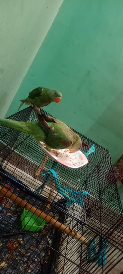 Kashmiri raw male for sale