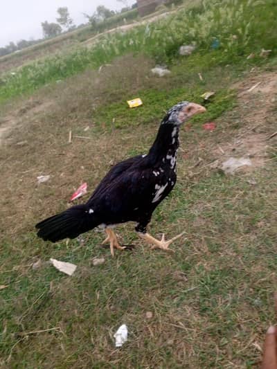 aseel phatti 5 month