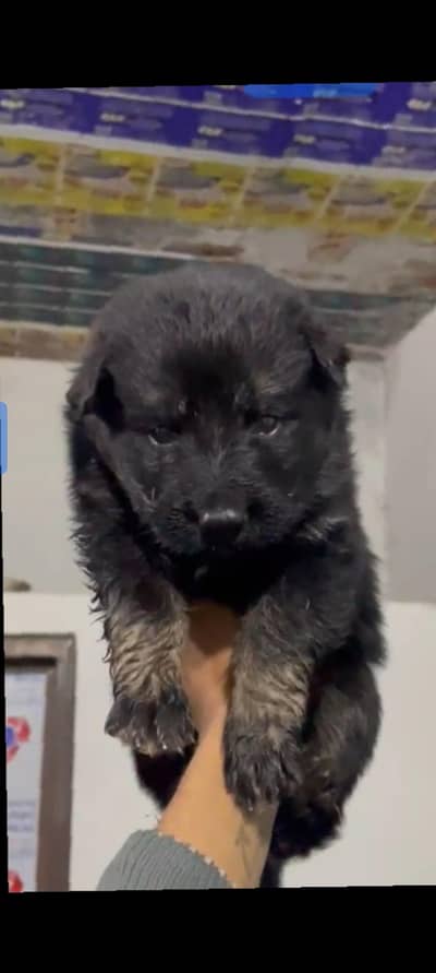 German Shepherd puppy