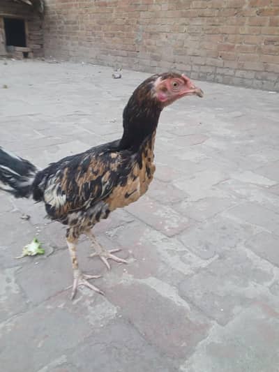 Aseel female chicken