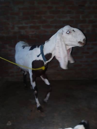 Desi bakri