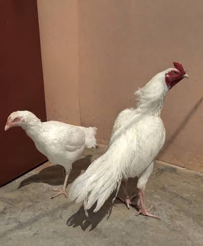 Pair Paper White Heera Patha and madi