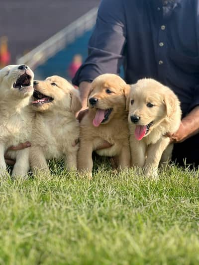 high quality Golden retriever