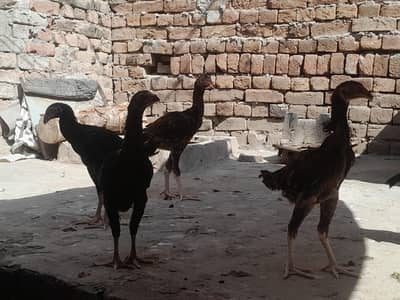 5 aseel murga and murgi