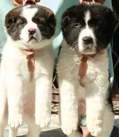 king Kurdish kangal 2 month available male and female for sale