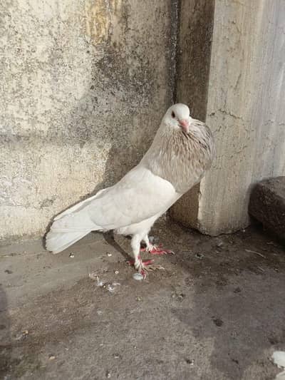 white Ghubara pigeon