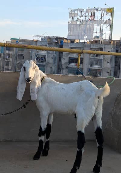 MALE BAKRA BLADE KHASSI