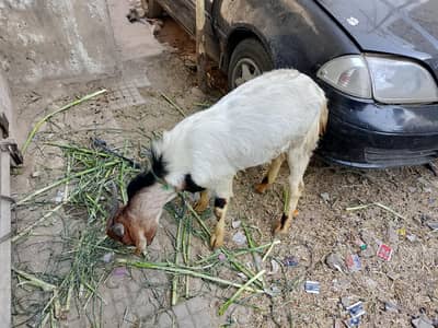 Bakra for sale arjent