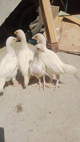 heera Aseel chiks 03115289256