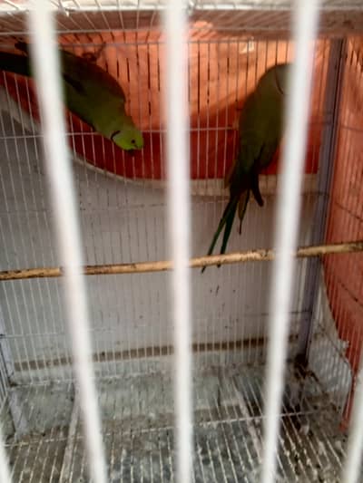 katha all ok argent for sale