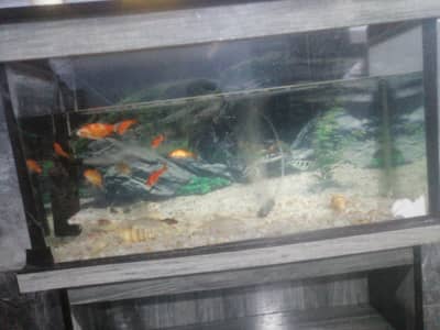 aquarium and fish salle