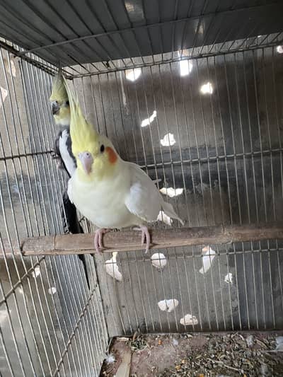 cocktail & australian