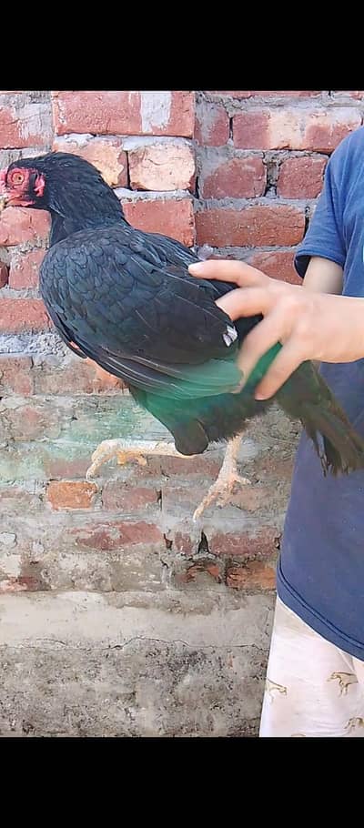 Pakistani mainwali aseel chicks|Quality chicks and eggs|For sale|