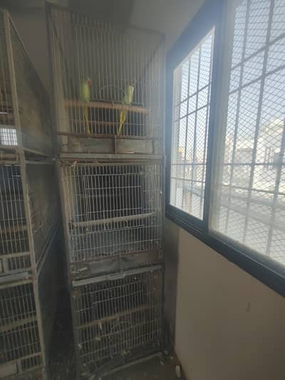 Cages and pahari pairs for sale