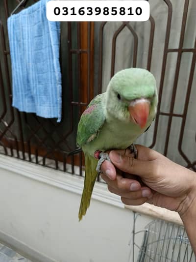 Kashmiri 3 Month Baby for Sell