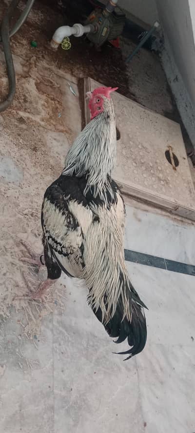 high quilty jawa patha