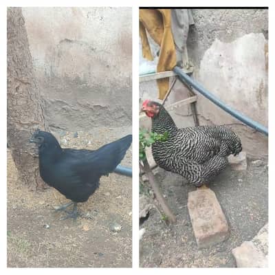 ayam cemani and Plymouth fertile eggs